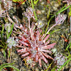 Adenogramma mollugo