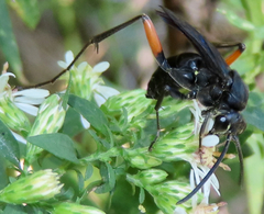 Ceropales bipunctata