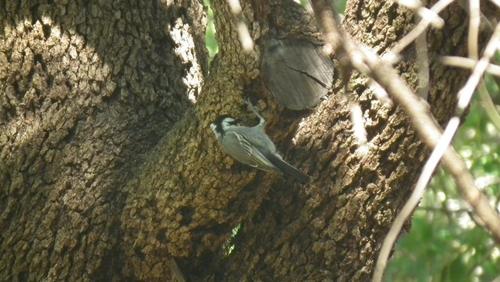 Melaniparus afer