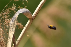 Xylocopa appendiculata