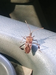 Leptoglossus clypealis