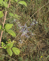 Eryngium caeruleum