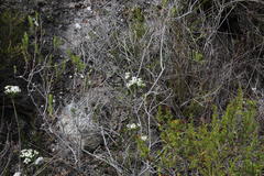 Pseudoselago gracilis