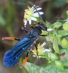 Ceropales bipunctata
