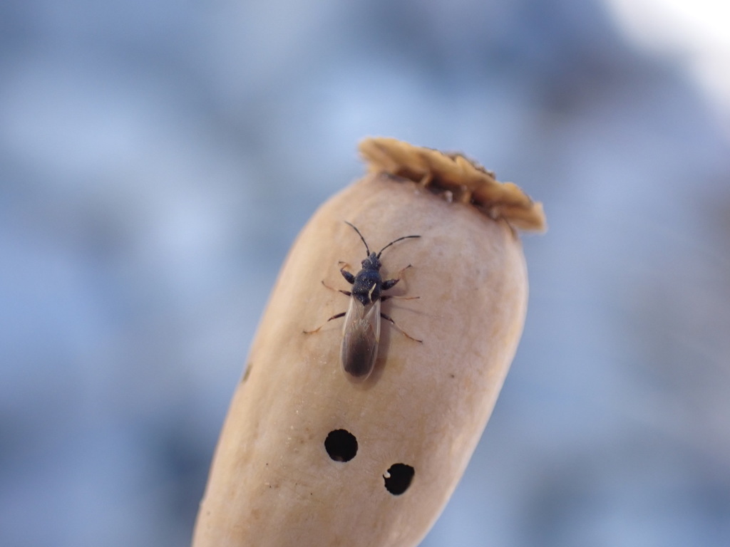 Brachyplax tenuis