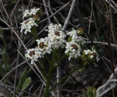 Pseudoselago gracilis