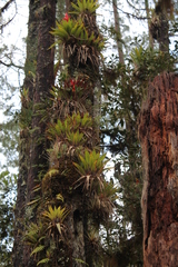 Tillandsia imperialis