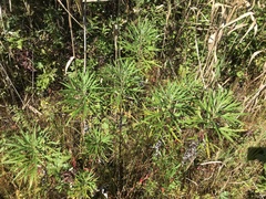 Artemisia selengensis