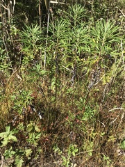 Artemisia selengensis