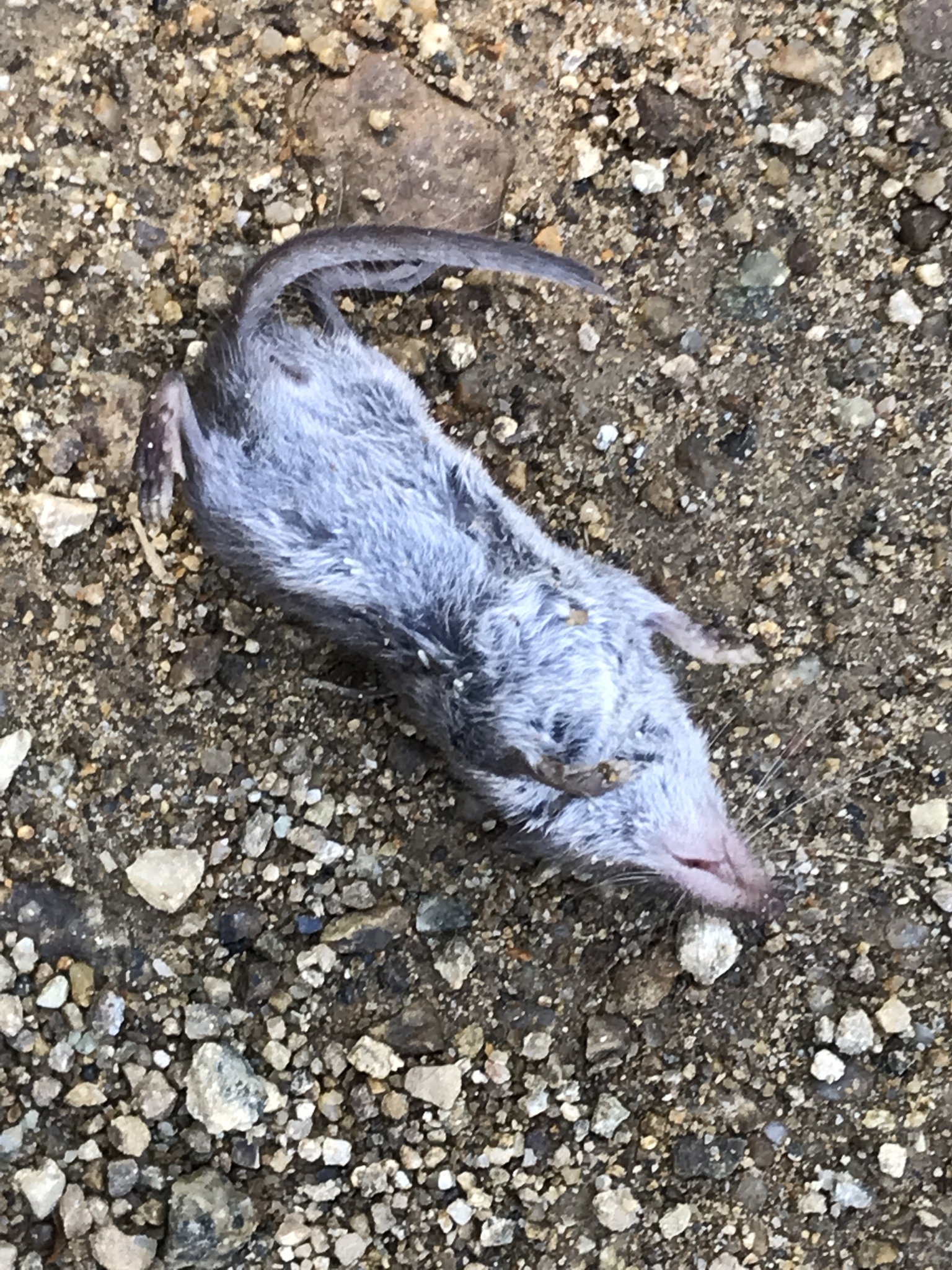 Crocidura shantungensis Miller, 1901