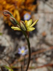Albuca suaveolens