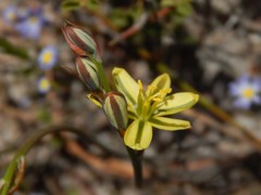 Albuca suaveolens