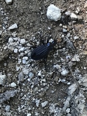 Carabus careniger