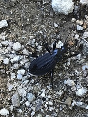 Carabus careniger