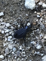 Carabus careniger