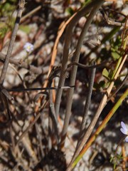 Albuca suaveolens