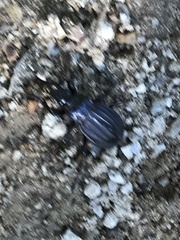 Carabus careniger