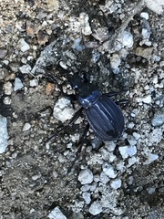 Carabus careniger