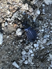 Carabus careniger