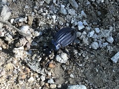 Carabus careniger