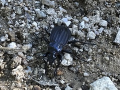 Carabus careniger