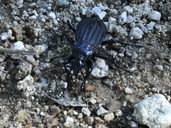 Carabus careniger