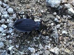Carabus careniger