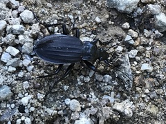 Carabus careniger