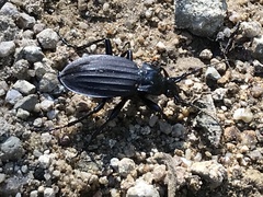 Carabus careniger
