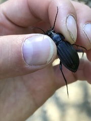 Carabus careniger