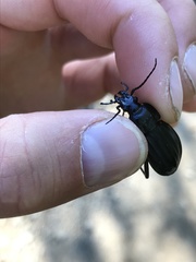 Carabus careniger