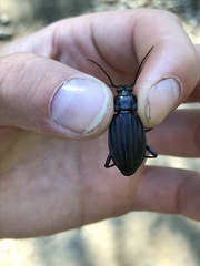 Carabus careniger