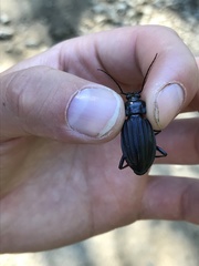 Carabus careniger