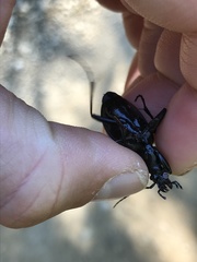 Carabus careniger