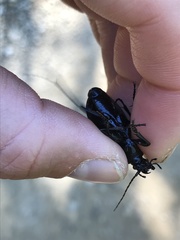 Carabus careniger