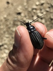 Carabus careniger