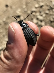 Carabus careniger