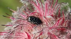 Paranomus longicaulis