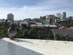 Columba livia domestica