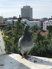 Columba livia domestica