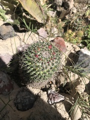 Mammillaria polythele