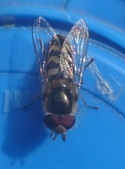 Lapposyrphus