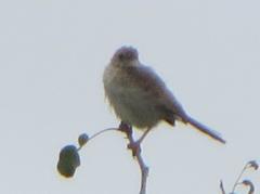 Cisticola fulvicapilla lebombo