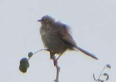 Cisticola fulvicapilla lebombo