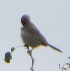 Cisticola fulvicapilla lebombo