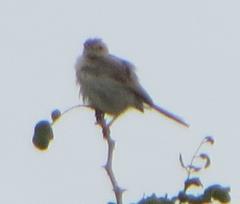 Cisticola fulvicapilla lebombo