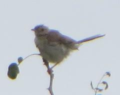 Cisticola fulvicapilla lebombo