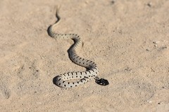 Hemorrhois ravergieri