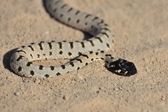 Hemorrhois ravergieri