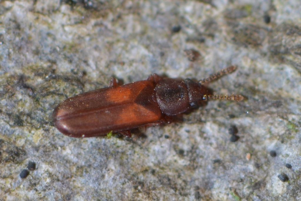 Pediacus dermestoides